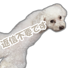 ansachifransumomoseira