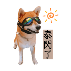 阿柴嘟嘟～慶嗆慶嗆