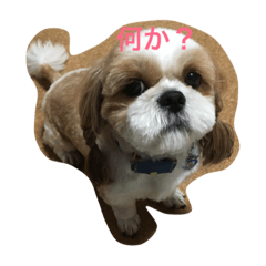 Shih-Tzu   LOCO MOCO