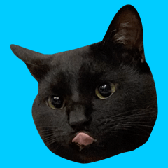 MY CUTE BLACK CAT LEO