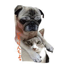 CATDOGCAT cute