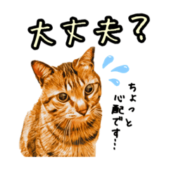 Japanese cat "Kijitora" & "Mike"