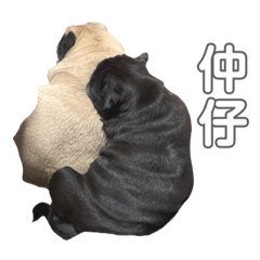 twin pug