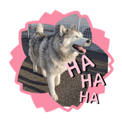 cheerful husky