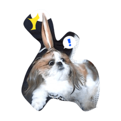 Shih-Tzu-momo