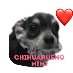 Sweet Chihuahua MIMI