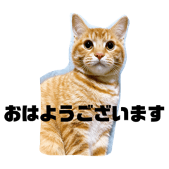 cat chacha nyaaaa