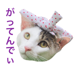 SASUKE, the Samurai Cat 4