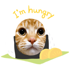 cat chacha 2