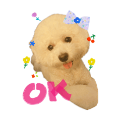 卡卡的每一天