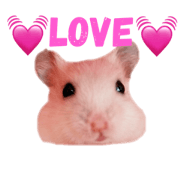 hamsterCHIP.1