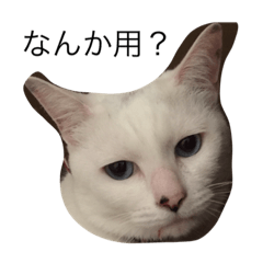 nekonototo