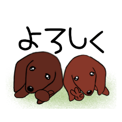 miniature dachshund Riku and Hina 3