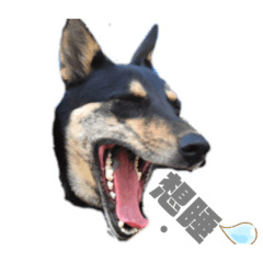 哇系小乖哇系擠架告