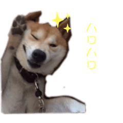 可愛いが僕の名前。