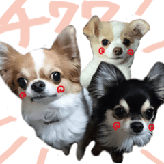 From a chihuahua, message(trio)