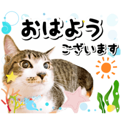 Funny and cute cat 4  by sakura_cat46