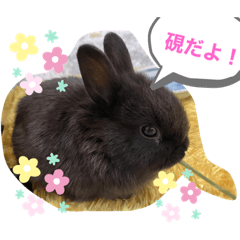 suzuristamp