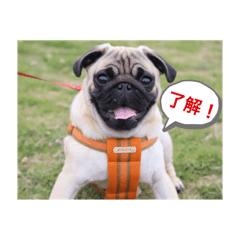 可愛いパグのマユくんです