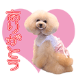 トイプードル〜ふわふわココちゃん〜