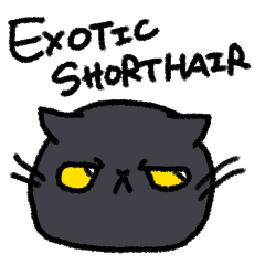 Exoticshorthair cats stickrer