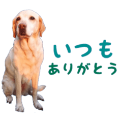 ブラウニー Line スタンプ Line Store ブラウニー Line スタンプ Line Store