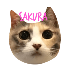 Sakura chan!!!!