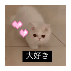 Mia敷衍子的日常