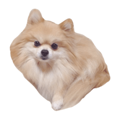 Pomeranian Himawari
