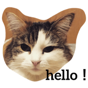 my cute kitty tiara