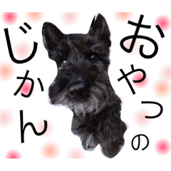 Scottish terrier's 'PISUKE '!