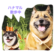 hanamaru dog