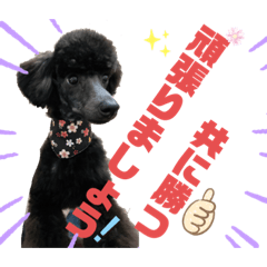 仁と礼　トイプードル兄弟40