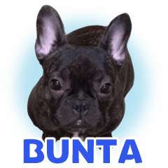 BUNTA dog
