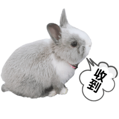 嗨嗨饅頭