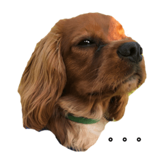 可愛い子犬の日常会話編 Lineクリエイターズスタンプ Stamplist