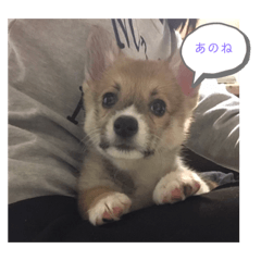 可愛い子犬の日常会話編 Lineクリエイターズスタンプ Stamplist