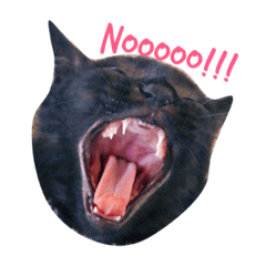 Blackcat yawn sticker