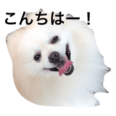 ポメラニアンに癒されたい Line スタンプ Line Store