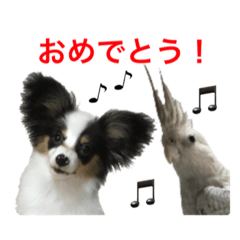 papillon&cockatiel 2