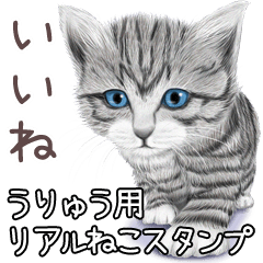 うりゅう用リアルかわいい猫