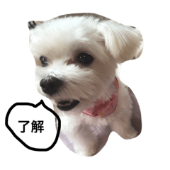 prettydogs