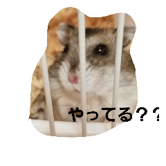 HAMUTCHANN