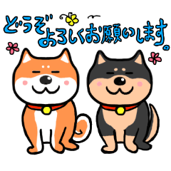 cute-shiba