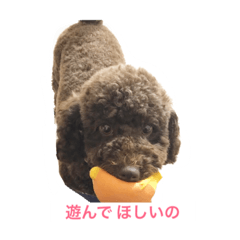 Toy poodle May