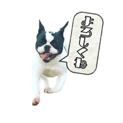 FrenchbulldogHACHI2