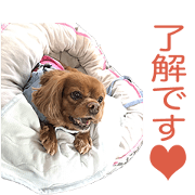 Cavalier ANZU'S Sticker