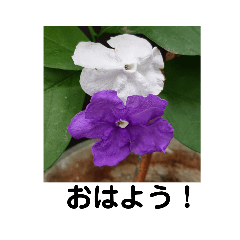 hana_20210516222857