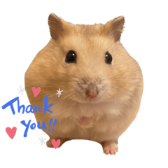 轉圈圈的可愛豆寶