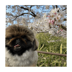 ペタペタスタンプ